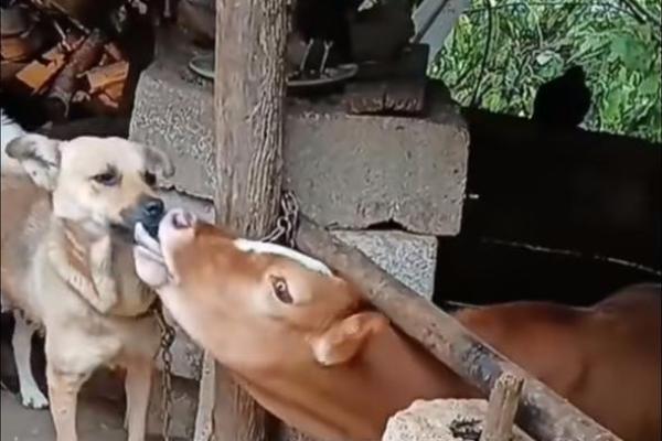 牛与狗的关系解析:它们能和谐相配吗? 牛与狗的关系解析:它们能和谐相配吗?