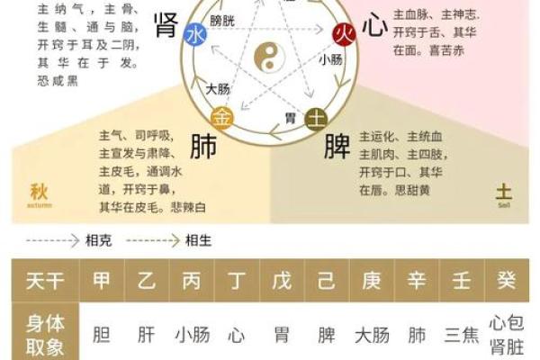 藤字五行解析:揭开其背后的五行奥秘与影响 藤字五行解析:揭开其背后的五行奥秘与影响