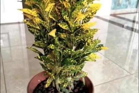 招财盆栽风水禁忌解析避免财运受阻