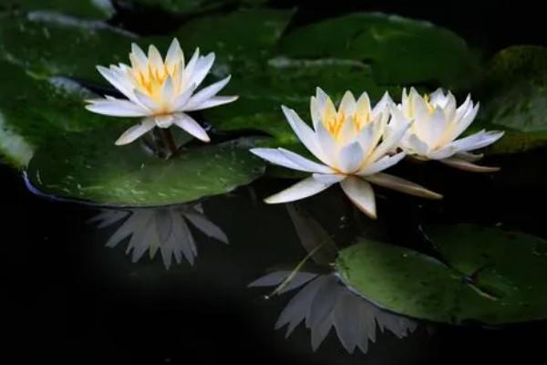 睡莲与家居风水的深度联系 如何改善运气