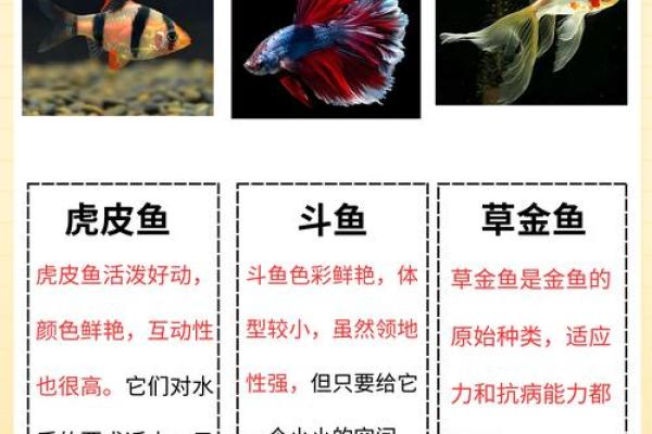 养鱼提升家居风水的五大秘诀 养鱼提升家居风水的五大秘诀