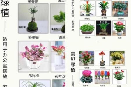 办公室风水植物推荐及其影响力解析
