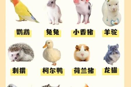 让你的宠物名字更具个性化的五个技巧
