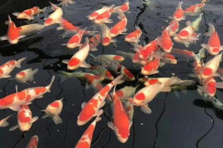 招财风水中有利的吉祥鱼种选择与摆放技巧
