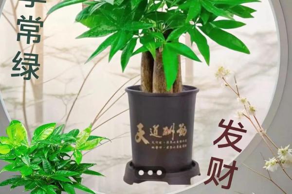 风水师推荐的招财植物及其摆放禁忌 风水师推荐的招财植物及其摆放禁忌