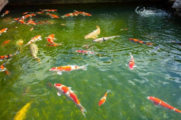 风水学中养鱼的最佳选择与禁忌 风水学中养鱼的最佳选择与禁忌