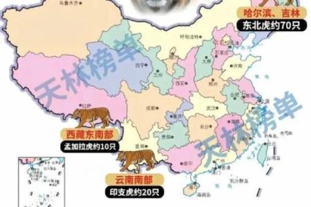 老虎名字大全：来自不同文化的威猛象征