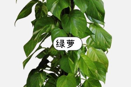 庭院招财风水植物推荐及布局技巧