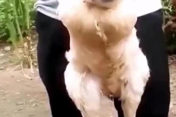 猴与鸡在婚姻中的和谐与冲突 猴与鸡在婚姻中的和谐与冲突
