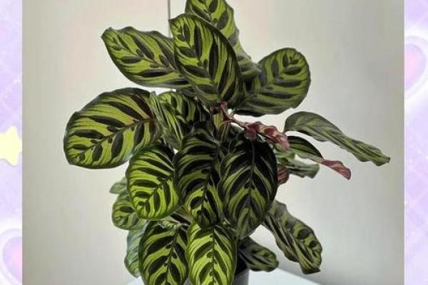 风水植物入宅:十种招财植物的选择与养护 风水植物入宅:十种招财植物的选择与养护