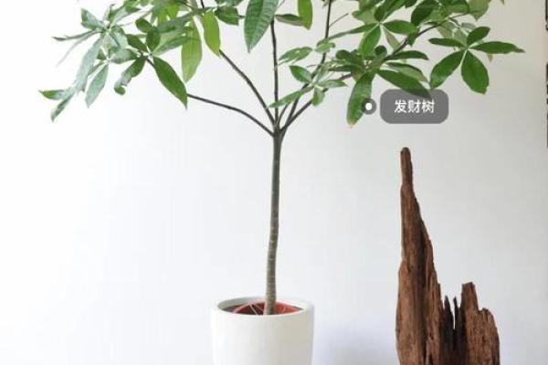 风水植物入宅:十种招财植物的选择与养护 风水植物入宅:十种招财植物的选择与养护