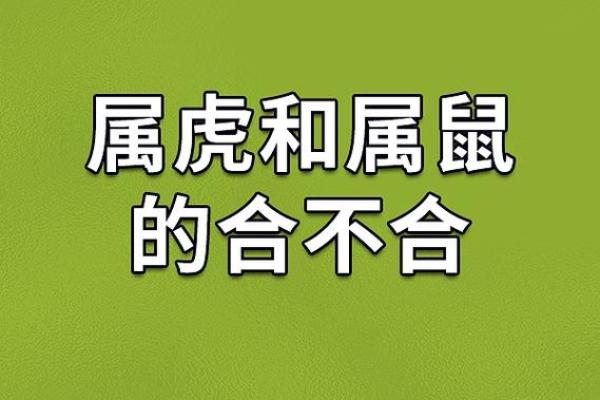 虎与猪的缘分:相配还是相克? 虎与猪的缘分:相配还是相克?