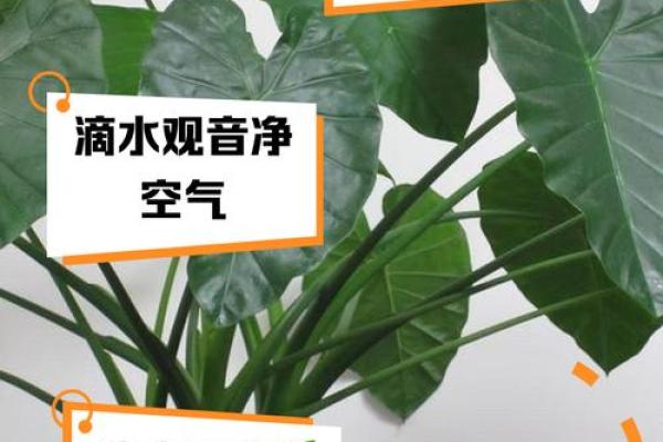 滴水声的风水寓意 家居环境中的吉凶象征 滴水声的风水寓意 家居环境中的吉凶象征