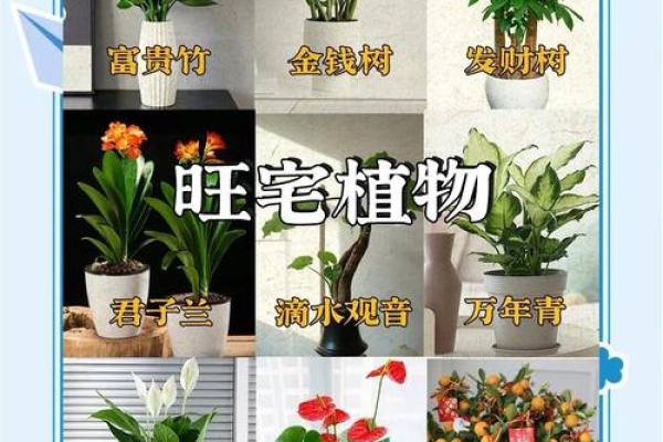 庭院植物风水影响家运的五大要素 庭院植物风水影响家运的五大要素