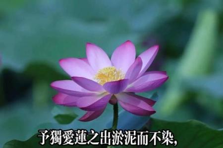 莲字与佛教文化中的精神内涵