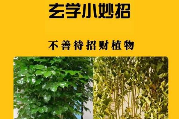招财风水指南,让财富源源不断 招财风水指南,让财富源源不断