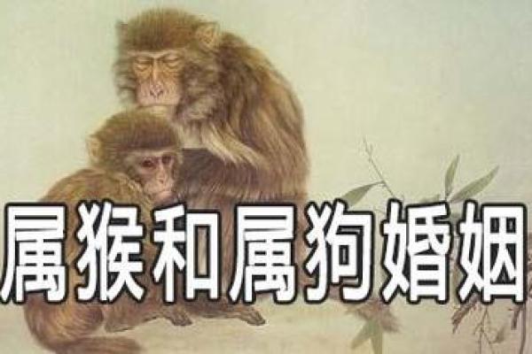 男属狗女属狗,婚姻生活中的优势与挑战 男属狗女属狗,婚姻生活中的优势与挑战