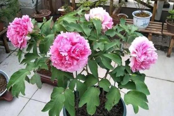 风水招财牡丹如何助力家居财运提升 风水招财牡丹如何助力家居财运提升