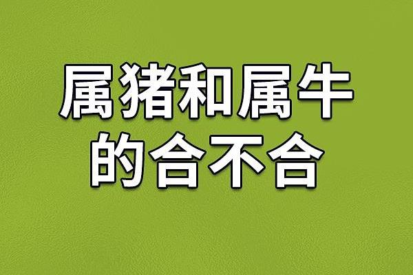 如何看待猪和牛的婚姻配对 如何看待猪和牛的婚姻配对