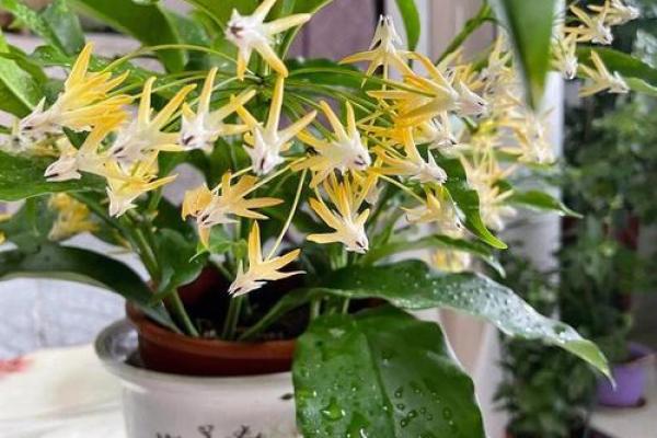 球兰花在家居风水中的五大益处 球兰花在家居风水中的五大益处