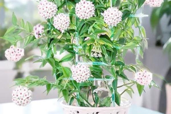 球兰花在家居风水中的五大益处 球兰花在家居风水中的五大益处