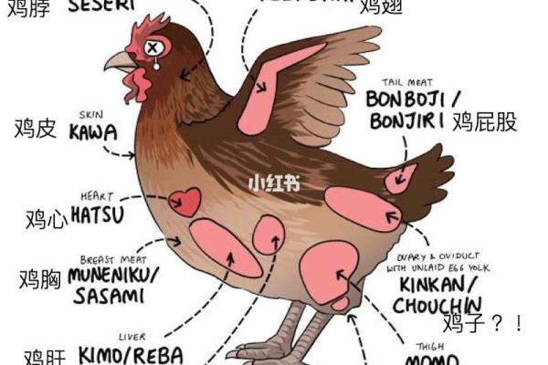 给鸡宝宝起名的创意指南,帮助你挑选独特名字 给鸡宝宝起名的创意指南,帮助你挑选独特名字