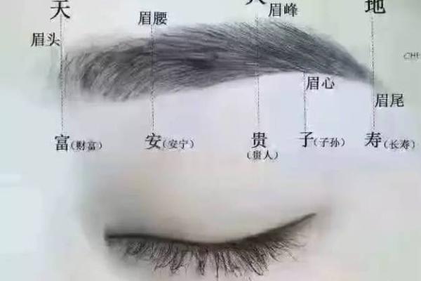 风水眉形如何助力招财运势 风水眉形如何助力招财运势