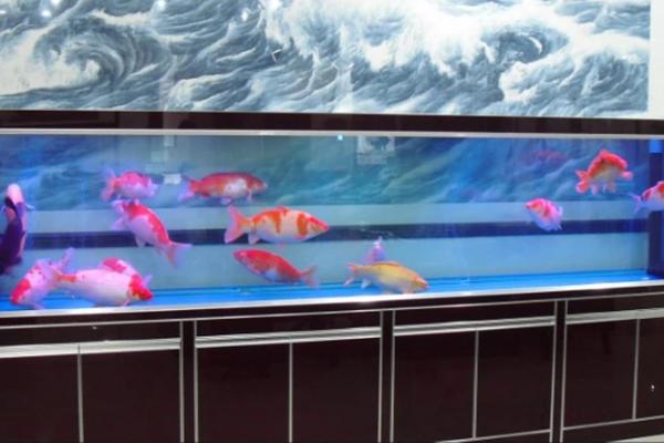 上海办公室鱼缸风水摆放误区与破解 上海办公室鱼缸风水摆放误区与破解