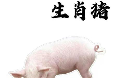 男猪女鼠在生肖配对中的合适度分析