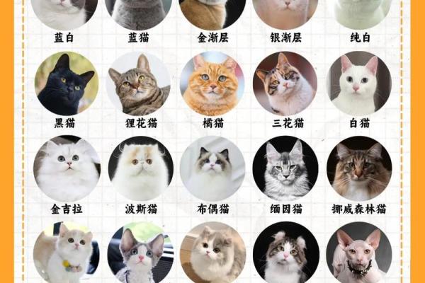 女孩猫咪名字大全