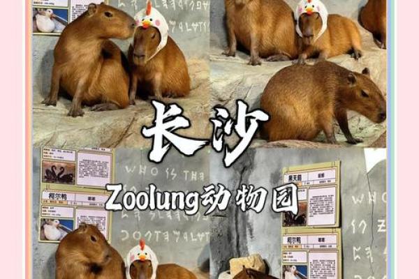 动物园名字的灵感来源,如何挑选一个吸引眼球的名字 动物园名字的灵感来源,如何挑选一个吸引眼球的名字