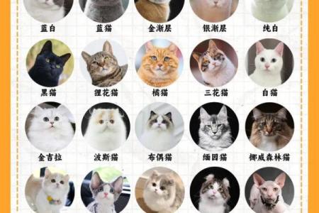 女孩猫咪名字大全