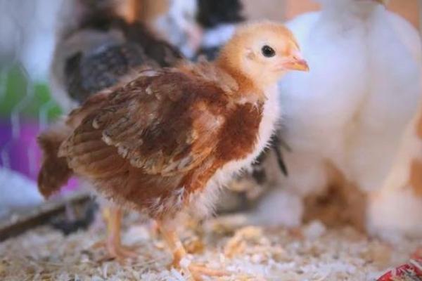 属马与属鸡的婚配合适吗?关系分析 属马与属鸡的婚配合适吗?关系分析