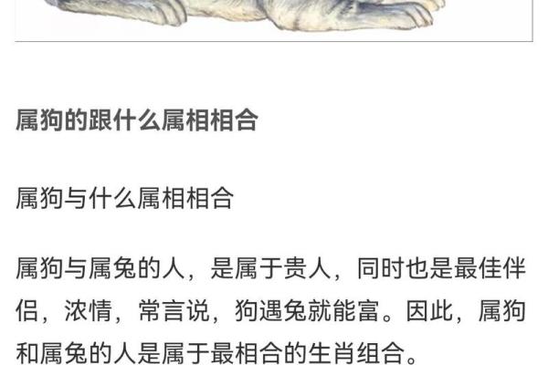 女属狗和男属鼠的婚配缘分如何揭秘 女属狗和男属鼠的婚配缘分如何揭秘