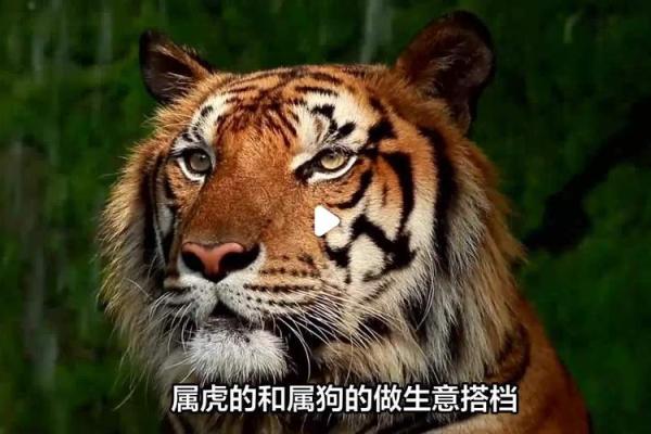 属狗和属虎的缘分如何 这对组合能否携手共度一生 属狗和属虎的缘分如何 这对组合能否携手共度一生