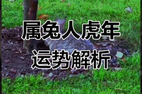 属兔人如何在应对感情运的挑战 属兔人如何在应对感情运的挑战