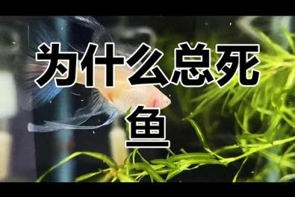 鱼缸死鱼的风水寓意与破解窍门 鱼缸死鱼的风水寓意与破解窍门