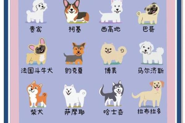 如何根据狗狗性格为它挑选一个独特名字 如何根据狗狗性格为它挑选一个独特名字