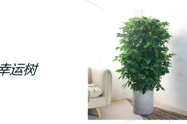 助力职场成功的办公室风水植物推荐 助力职场成功的办公室风水植物推荐