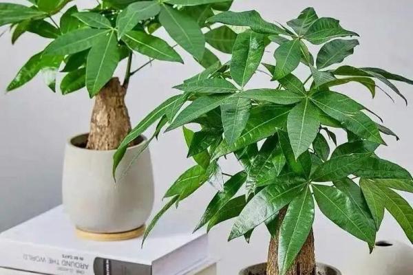 助力职场成功的办公室风水植物推荐 助力职场成功的办公室风水植物推荐