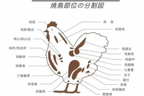 属鸡与生肖属相的相合度分析 属鸡与生肖属相的相合度分析