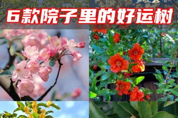 庭院风水与家庭繁荣的密切关系 庭院风水与家庭繁荣的密切关系