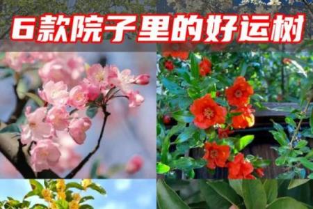 庭院风水与家庭繁荣的密切关系