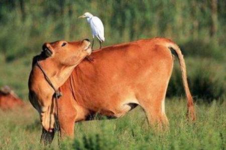 属牛人运势详解：财运、健康与爱情的三大焦点
