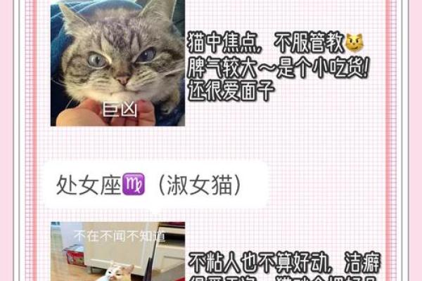 从性格到外貌,给女猫取名字的完美指南 从性格到外貌,给女猫取名字的完美指南