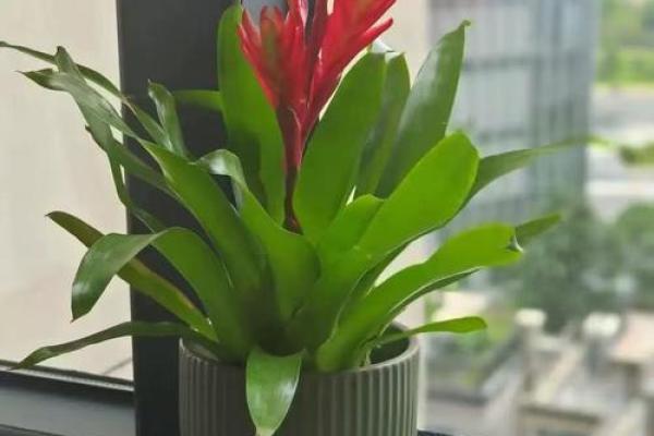 招财手植物在家居风水中的神奇作用与摆放技巧 招财手植物在家居风水中的神奇作用与摆放技巧