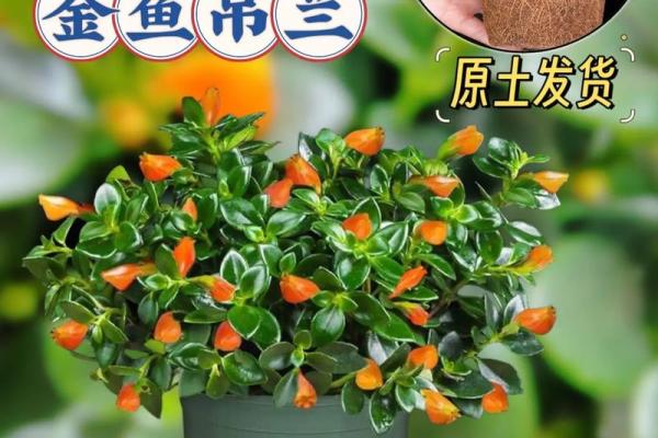 圆叶吊兰与家居风水的关系及摆放位置解析 圆叶吊兰与家居风水的关系及摆放位置解析