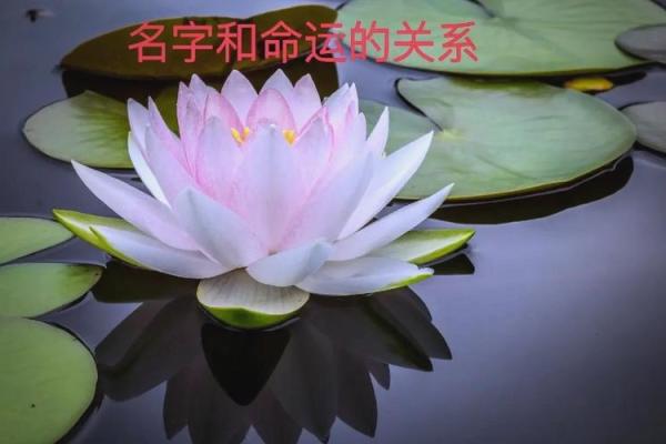 从名字到命运:带七字的深层象征解读 从名字到命运:带七字的深层象征解读
