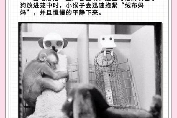 猴和鼠在爱情中的相处之道 猴和鼠在爱情中的相处之道