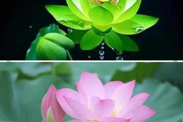 品味风水莲花地的自然魅力与和谐布局 品味风水莲花地的自然魅力与和谐布局